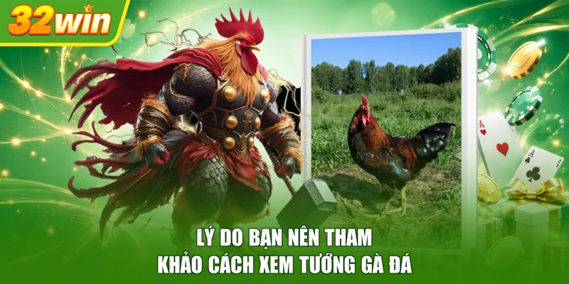 Lý do bạn nên tham khảo cách xem tướng gà đá